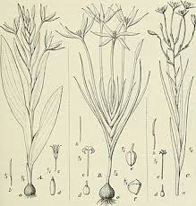 Image result for Savannosiphon euryphyllus