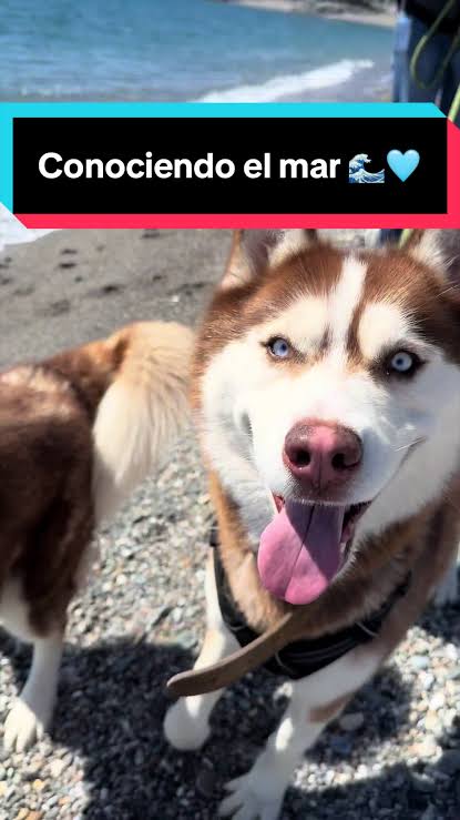 Thor y Loki descubren la playa ????????