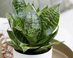 каталог комнатных комнатные цветы фото и названия и уход за ними Sansevieriya Hana Prostit Lyubye Promahi Uhoda Cveta Dlya Doma Komnatnoe Sadovodstvo Cvety V Gorshkah