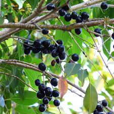 Image result for Syzygium cumini
