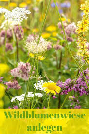Wildblumenwiese Selbst De Wildblumenwiese Blumen Wiese Pflanzen