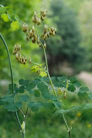 Image result for Thalictrum