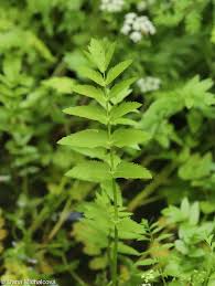 Image result for Berula erecta