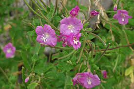 Image result for Epilobium hirsutum