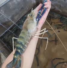 Udang Segar Manis Sg Petani Home Facebook