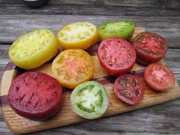 Select from premium dwarf tomato plant of the highest quality. Best Tomatoes Craig Lehoullier S Heirloom Picks Plus The Dwarf Tomato Project A Way To Garden