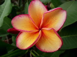 The Plumeria Toba S Fire Aka Embers Plumeria Flowers Tropical Flowers Flower Garden