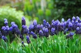 Identification des plantes fleurs bleues et violettes. Jardinage Les Fleurs Bleues Faciles A Cultiver
