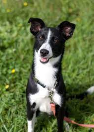 Gallery For Greyhound Border Collie Mix Border Collie Border Collie Mix Cute Dogs Breeds