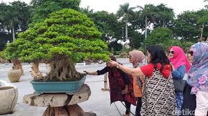 Bonsai Rp 1 Miliar Yang Mendadak Jadi Primadona Di Surabaya