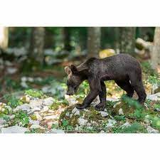 Pin On Bear Love