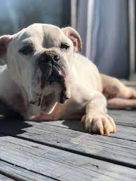Adopt Butler On Petfinder Cute Baby Animals Dog Adoption Baby Animals