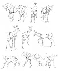 The Art Of Animal Drawing Animal Sketches Animal Drawings Anatomy Art