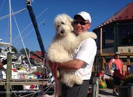 Goldendoodle babies are our specialty. Goldendoodle Puppies And Cockapoo Puppies In Virginia By Carriage House Premium Goldendoodle Breeder