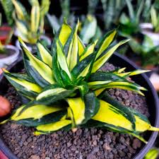 Image result for Sansevieria humiflora
