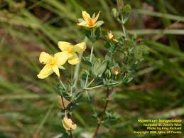 Image result for Hypericum humbertii