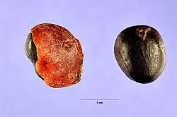Image result for Copaifera baumiana