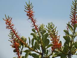 Image result for Helixanthera schizocalyx