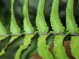 Image result for Nephrolepidaceae