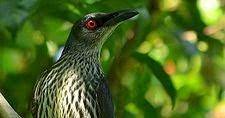 Apa itu burung cucak keling ? Digital Pro Fakta Tentang Cucak Keling Agar Tidak Tertipu