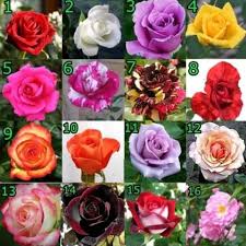 Bunga mawar adalah jenis bunga yang banyak digunakan sebagai lambang romantisme, juga bisa dikatakan sebagai ungkapan kasih sayang, warnanya yang beragam dengan makna yang berbeda. Jual Bibit Bunga Mawar Biru Wa 085814745501 Kaskus
