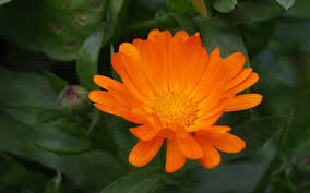 Unleash your inner chef with the secret garden's incredible edible flowers. Calendula Pod Easy Edible Gardening