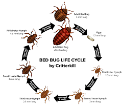 Identifying bed bugs before extermination. Critterkill How To Get Rid Of Bed Bugs Critterkill Pest Control