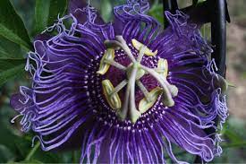 Passiflora Passion Flower Passiflora Flowers