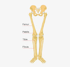 This is the first joint in the leg. Lower Portion Of A Human Skeleton Leg Bones Labeled Transparent Png 600x732 Free Download On Nicepng