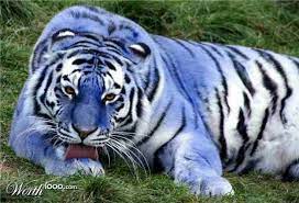 Blue Tiger So Pretty Animals Beautiful Rare Animals Maltese Tiger