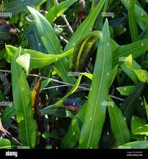 Image result for Elaphoglossum acrostichoides