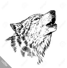 Howling wolf drawing black and white | how to draw wolf howling at the moon drawing night drawing wolf black and white pictures in here are posted and uploaded by adina porter for your drawing of wolf black and white has a variety pictures that combined to find out the most recent. Black And White Vector Engrave Ink Draw Isolated Wolf Royalty Free Cliparts Vectors And Stock Illustration Image 50051516