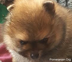 If you do not have experience working with dogs, enroll in obedience classes and. Facts About Pomeranian Size
