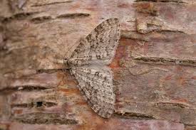 Image result for Trichopteryx