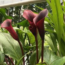 S Wright Shady Grove Gardens On Instagram Summerflowers Farmerflorist Calla Burgundyflowers Highcountryweddings Shady Grove Gardens Com