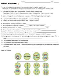 Some of the worksheets displayed are meiosis matching work, mitosis matching answer key, answer key for meiosis work, chromosome mitosis meiosis review, , chapter 13 meiosis and sexual life cycles, biology 1 work i selected answers, meiosis and mitosis answers work. Meiosis Worksheets Teachers Pay Teachers