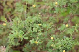 Image result for Stylosanthes fruticosa