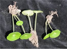 Image result for Umbilicus botryoides