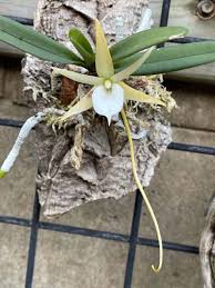 Image result for Bulbophyllum vulcanicum