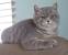 Blue Tabby British Shorthair