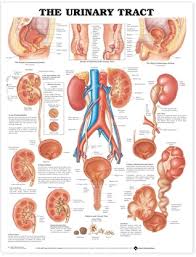 The Urinary Tract Anatomical Chart By Not A Book