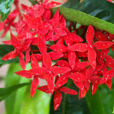 Image result for Ixora seretii