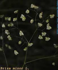 Image result for Briza minor