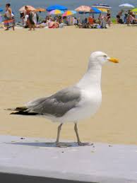 Attention All Beach Goers The Seagulls Will Try To Take Your Food So Watch Out Sea Birds Coastal Birds Shorebirds