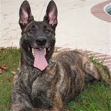 The most common short hair shepherd material is ceramic. Pin On Dogs