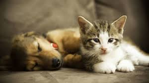 Animals cartoons for children learn domestic animals dog vs cat kitten camel animals epic. Cats Vs Dogs This Map Shows Which Pet The World Prefers Mental Floss