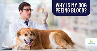 We did not find results for: Blood In Your Dog S Urine Here S What To Do Dogs Naturally
