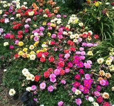 Maybe you would like to learn more about one of these? Jual Tanaman Portulaca Warna Acak 1 Rumpun Bibitbunga Com