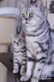 Black And Grey Tabby Cat Personality 