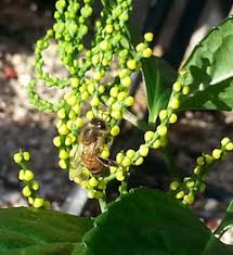 Blooming in January!